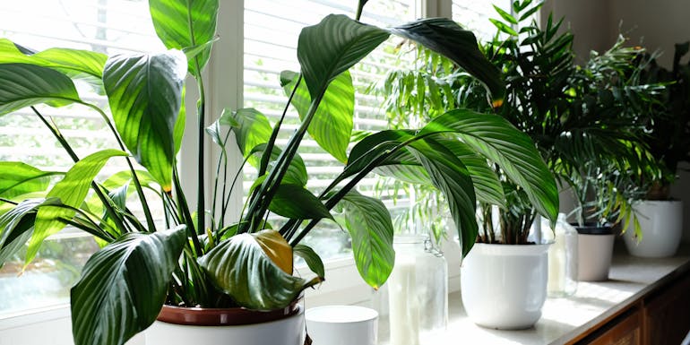 Houseplants Houseplants