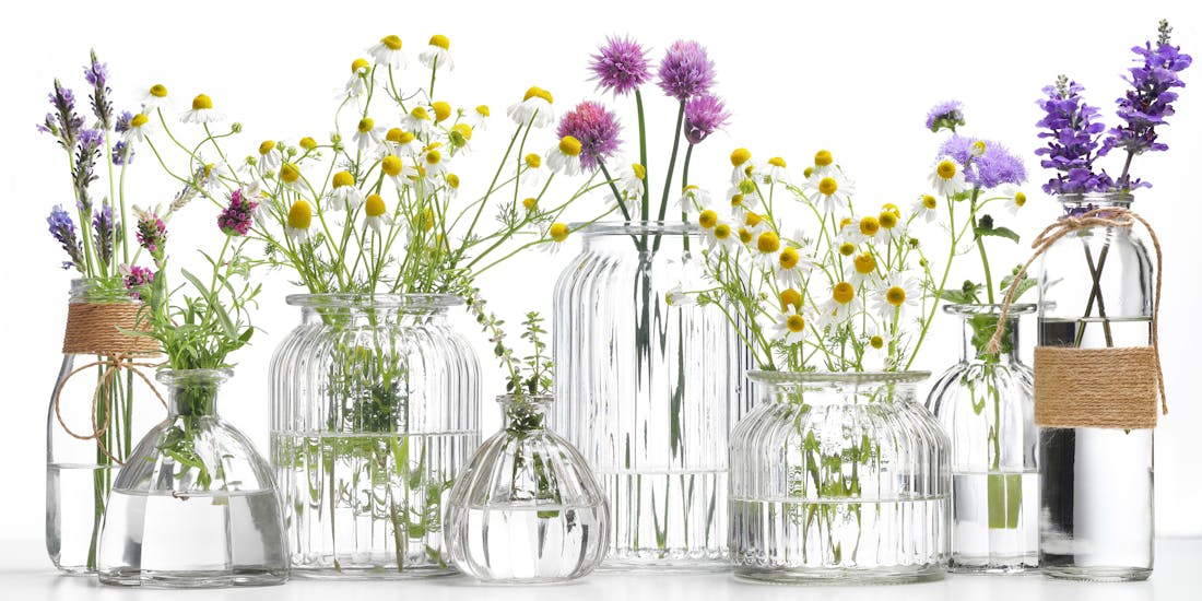 Various plants for essential oils in vases