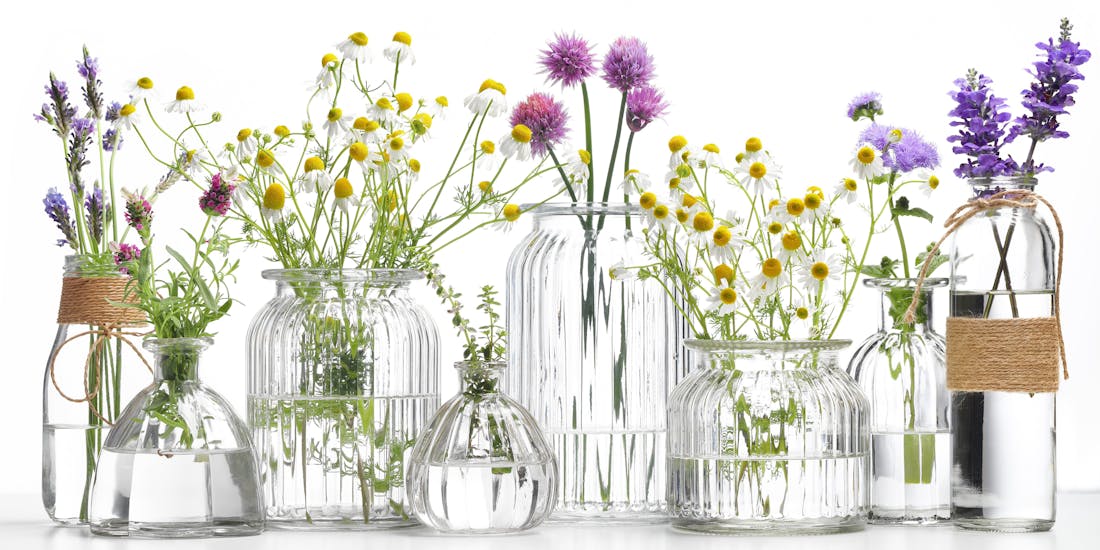 Various plants for essential oils in vases Various plants for essential oils in vases