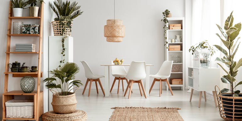 Various plants in the apartment Various plants in apartment