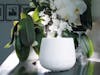 Julia aroma diffuser by Stadler Form in white next to flowers