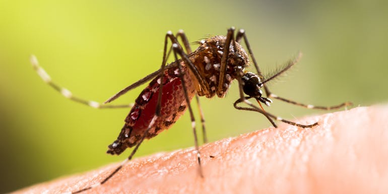 Mosquito on human skin