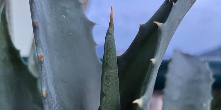 Neues Agavenblatt wächst Neues Agavenblatt wächst