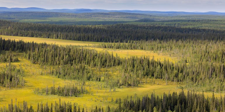 Boreal forest