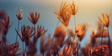 Gräser bei Sonnenuntergang