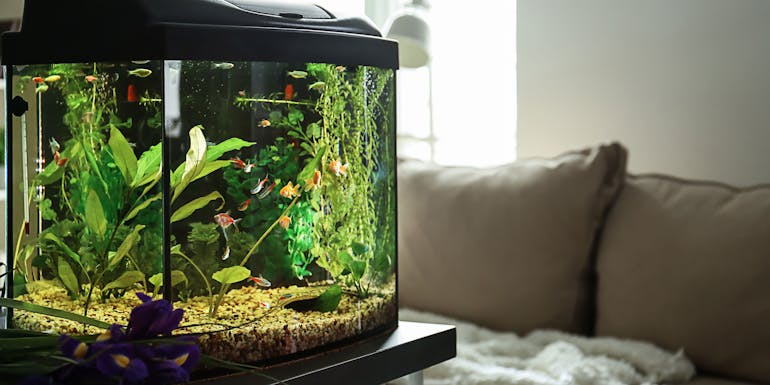 Aquarium im Wohnzimmer Aquarium im Wohnzimmer