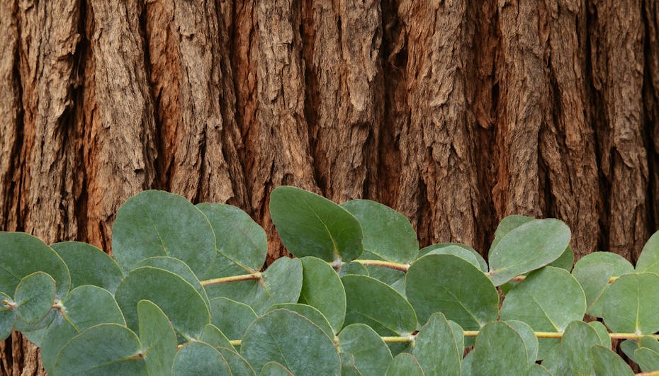 Cedarwood & Eucalyptus