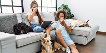 Paar mit Hunden und stinkendem Geruch