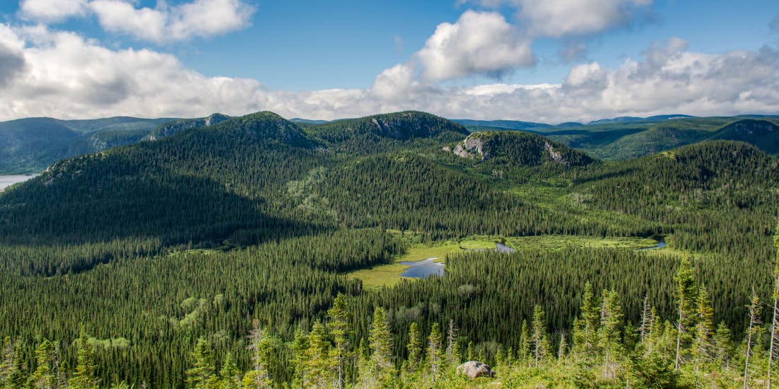 Boreal forest with lake