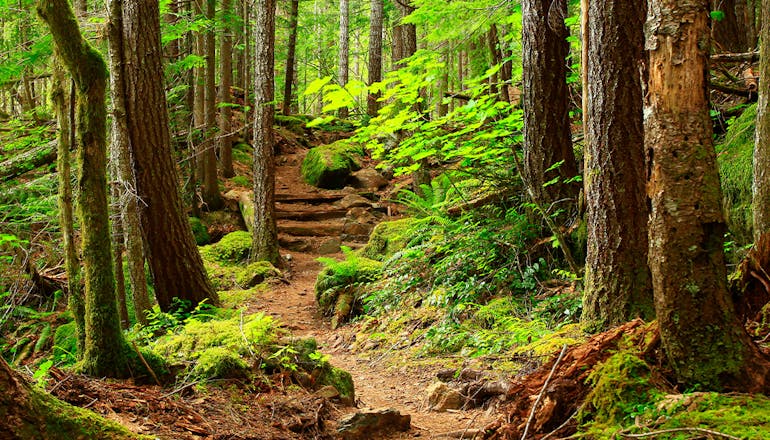 Fragrance visualization of forest