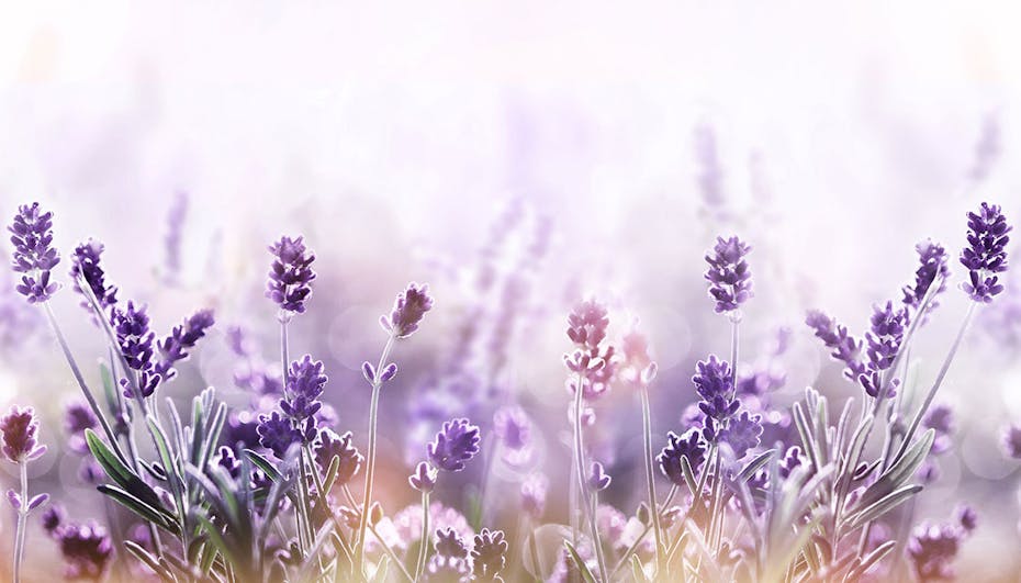 Lavender Lavender
