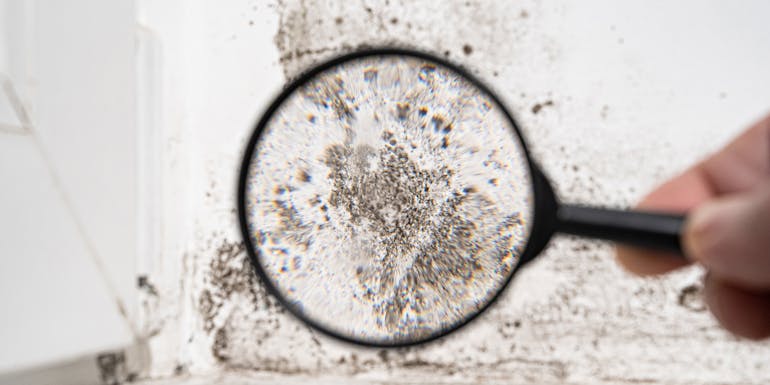 Examining mould on the wall