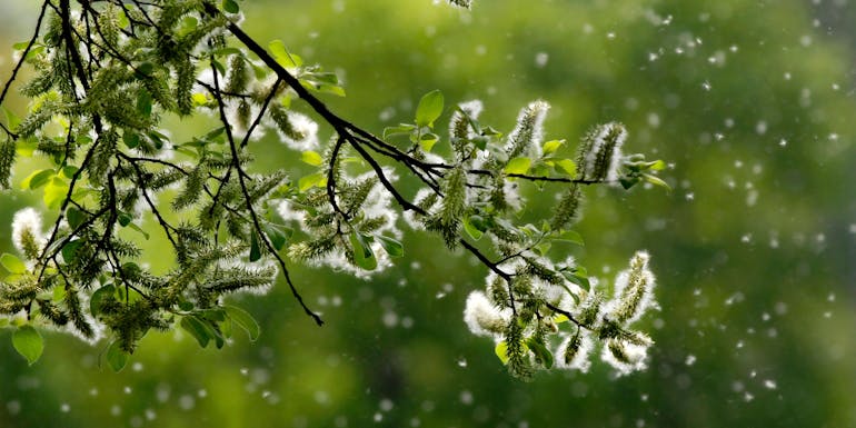Pollen Pollen