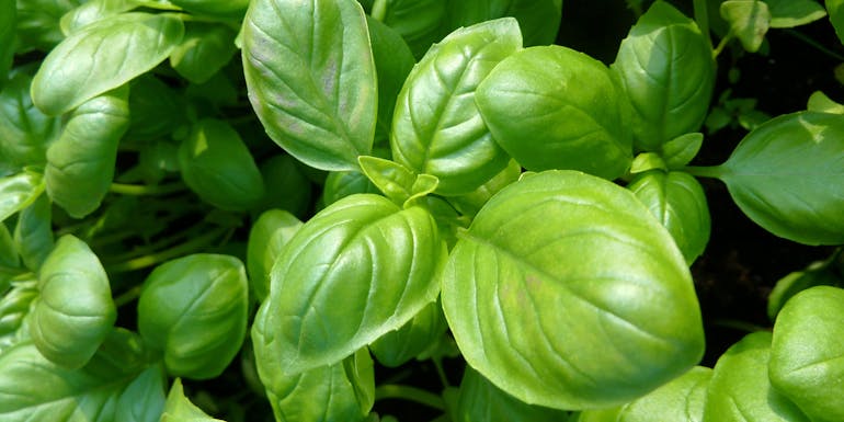 basil