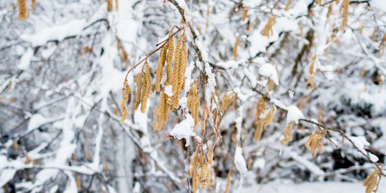 Hasel im Winter mit Schnee Symbolbild für trockene Luft einer Hasel im Winter