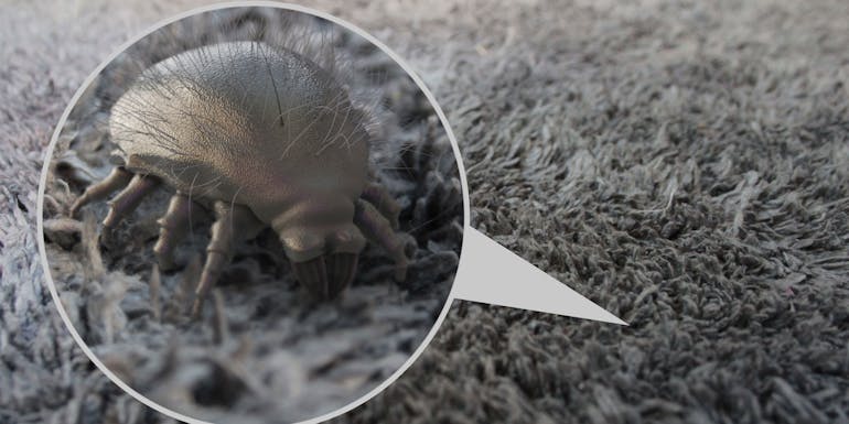 House dust mites