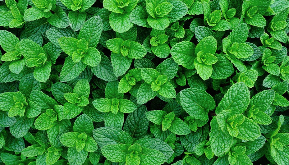 Peppermint