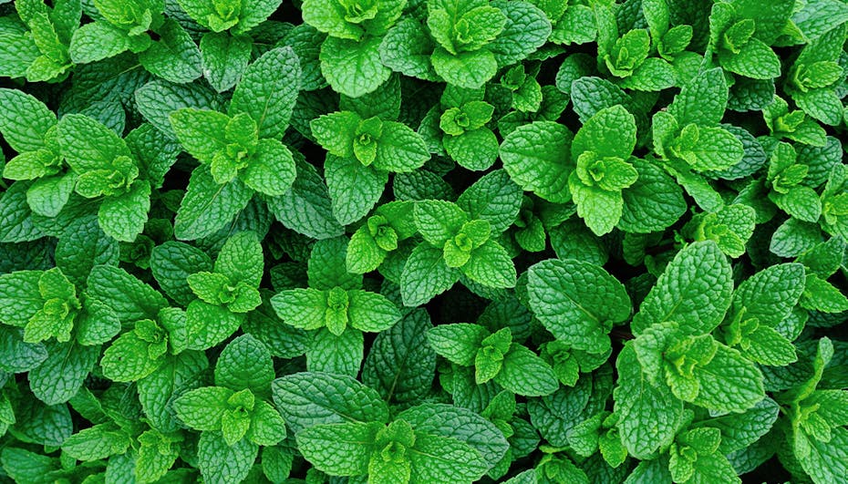 Peppermint Peppermint