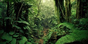 Tropical rainforest