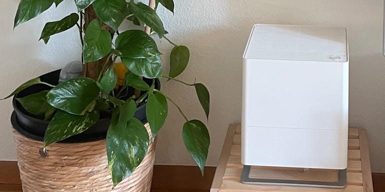 Luftbefeuchter Oskar von Stadler Form neben einem Efeu Luftbefeuchter Oskar von Stadler Form neben einem Efeu