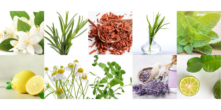 Various plants for essential oils Various plants for essential oils