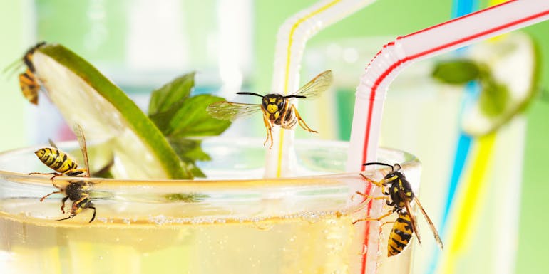 Wespen trinken Limonade Wasps drinking lemonade