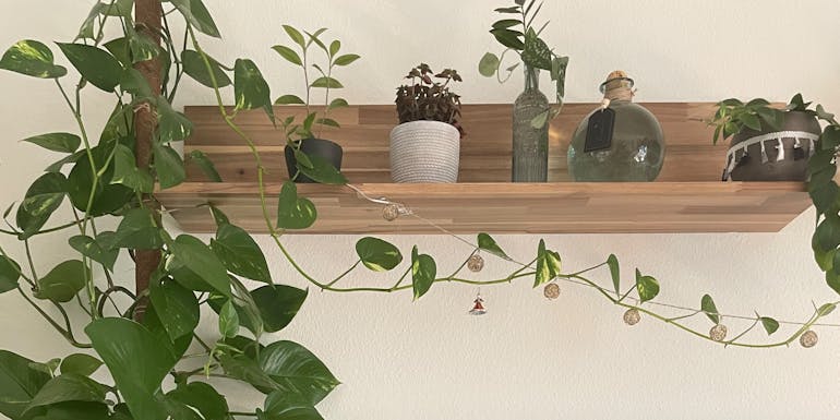 Ein kurzes Regal mit Pflanzen Ein kurzes Regal mit Pflanzen