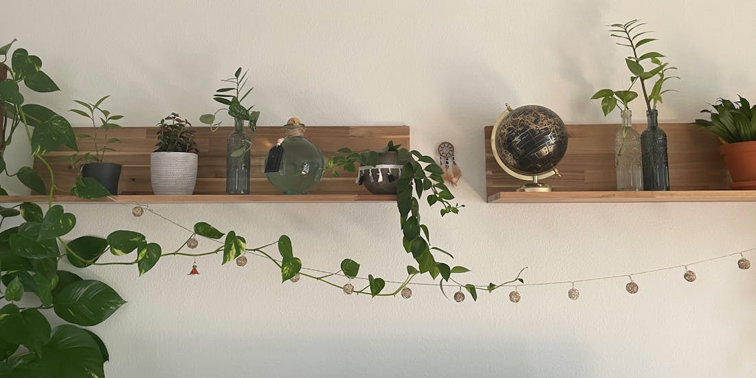 Shelf with plants