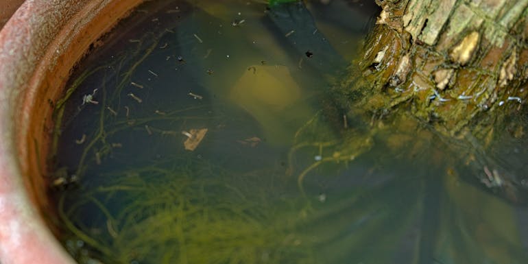 Mosquito larvae