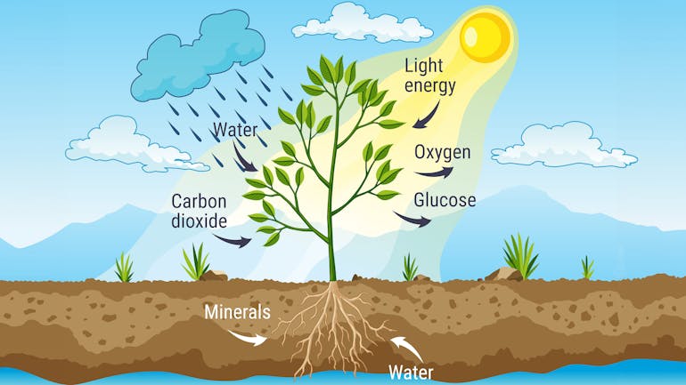 Graphic photosynthesis Graphic photosynthesis