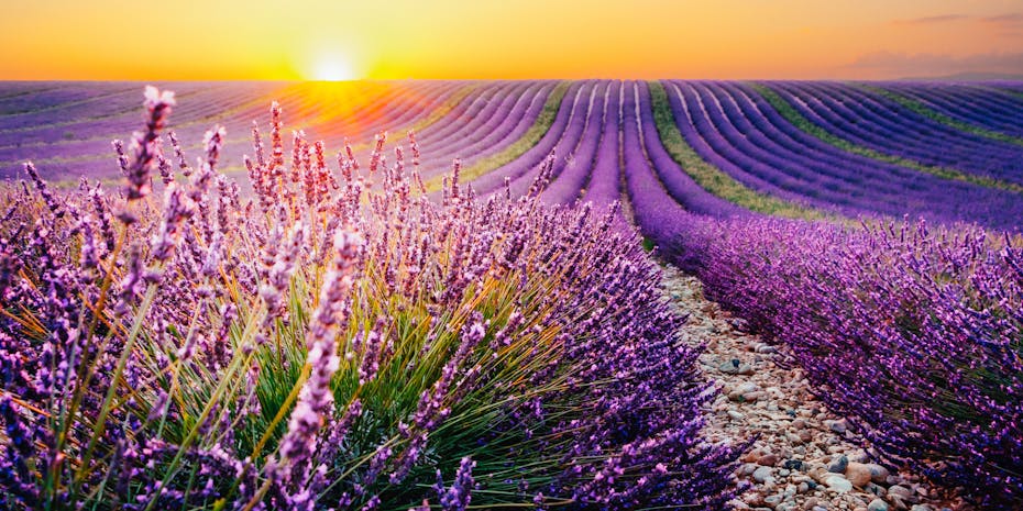 Meadow with lavender Meadow with lavender