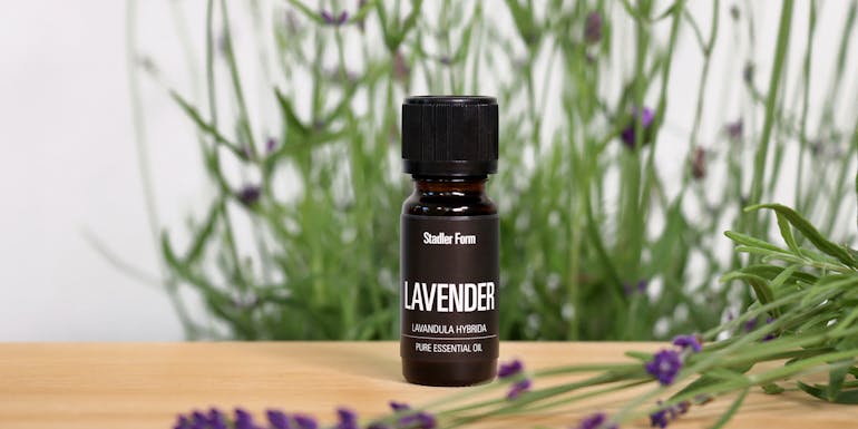 Essential oil Lavender