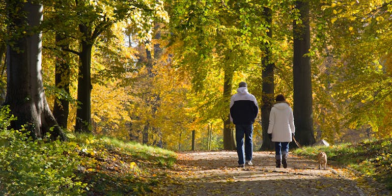 Spaziergang durch den Wald Spaziergang durch den Wald
