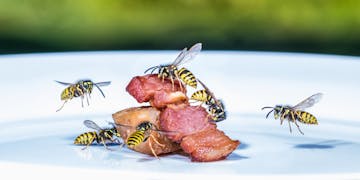 Wasps around meat