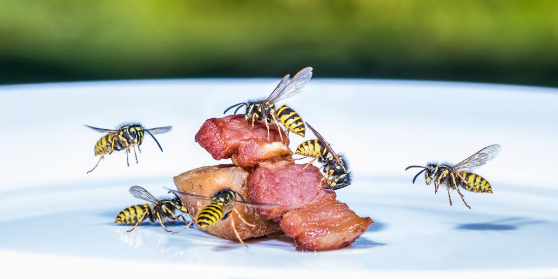 Wasps around meat Wasps around meat