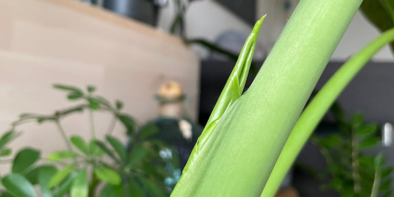 Blatt eines Riesen-Taros im frühen Stadium Blatt eines Riesen-Taros im frühen Stadium