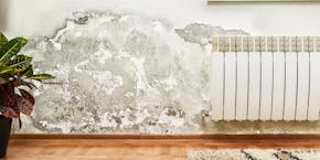 Mold on the wall Mold on the wall