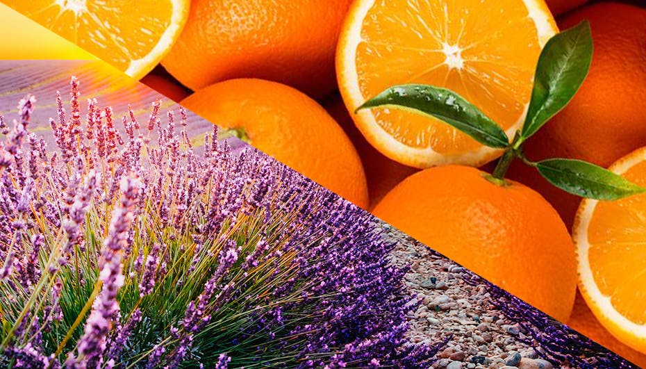 Lavender & Orange Lavender & Orange