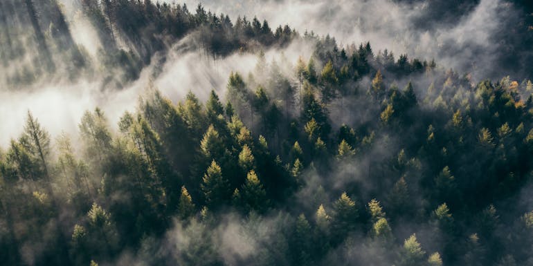 Nebliger Wald mit Nebelschwaden Nebliger Wald mit Nebelschwaden