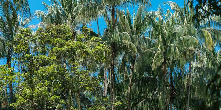 Tropical trees