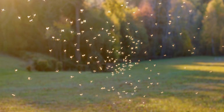 Moustiques dehors Moustiques dehors