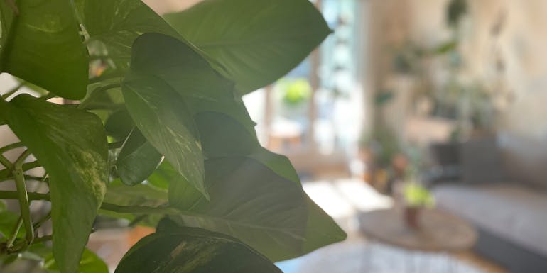 Blätter eines Efeus Blätter eines Efeus