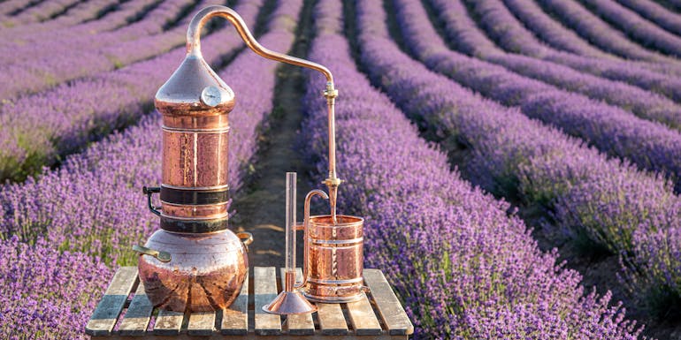 Field with lavender Field with lavender
