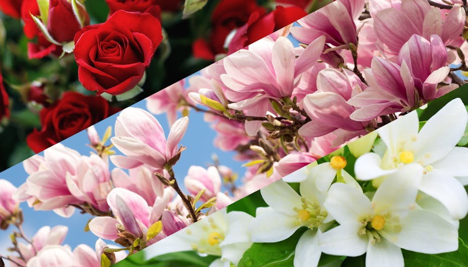 Fragrance visualization of roses, mangolia and jasmine