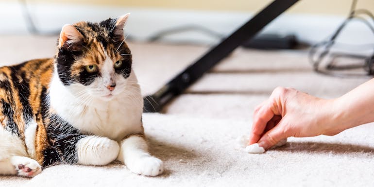 Katze auf Teppich Katze auf Teppich