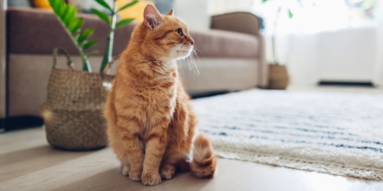 Orange Katze im Wohnzimmer Orangene Katze im Wohnzimmer